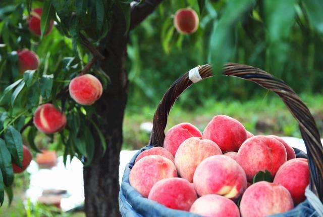 桃树下,平谷大桃迎来了大丰收.受访者供图