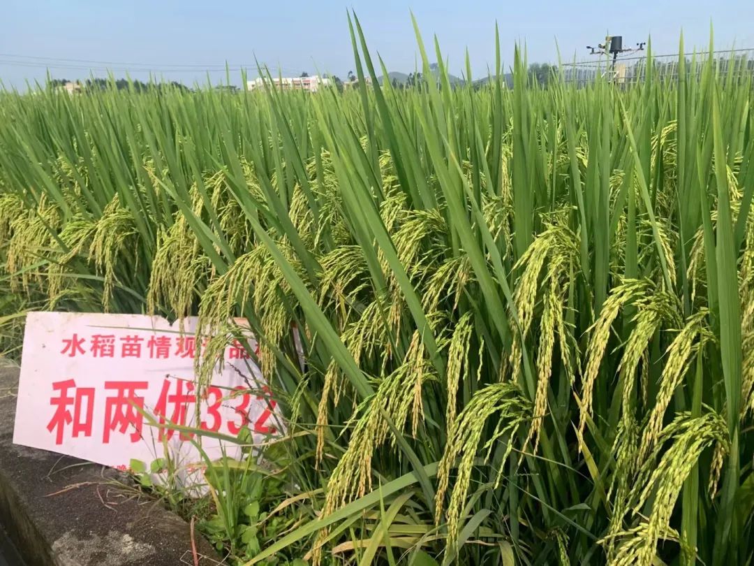 09—19水稻品种图片