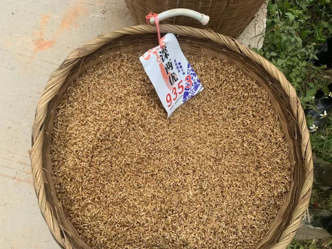 优良的水稻种子.