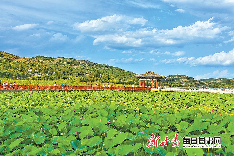 【图片新闻】国家4a级旅游景区西和县晚霞湖的荷花近日次第开放|甘肃