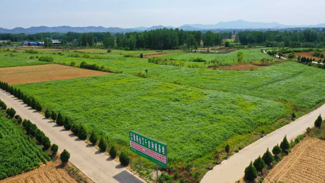 黄岗镇刘庄村艾草种植基地.牛靖童摄