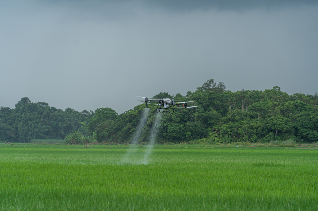 植保无人机来回往来穿梭喷洒生物农药 .