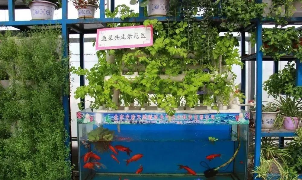 第三,鱼菜共生系统蔬菜有特有的水生根系,如果鱼菜共生农场带着根配送