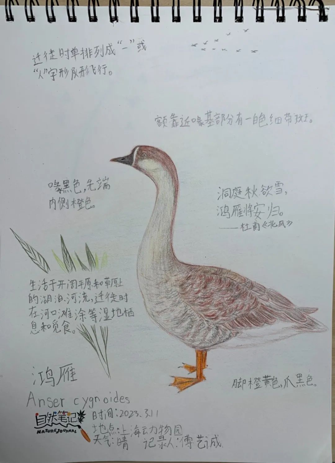 【活动】获奖作品出炉!上海动物园自然笔记征集结束
