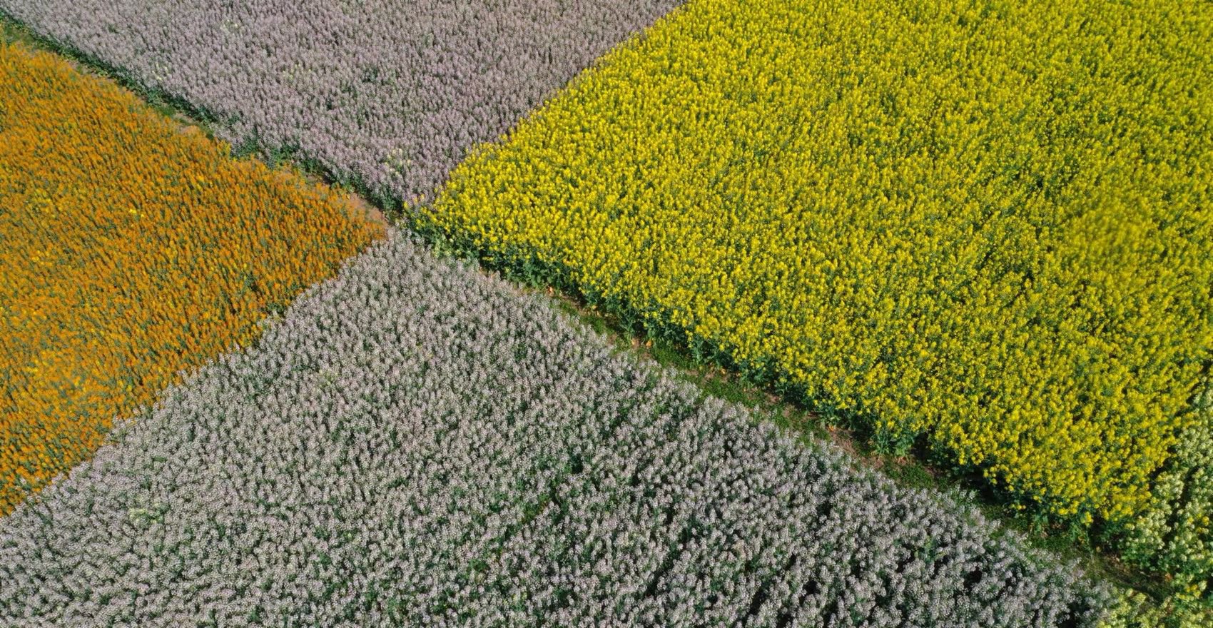 不同颜色的油菜花.