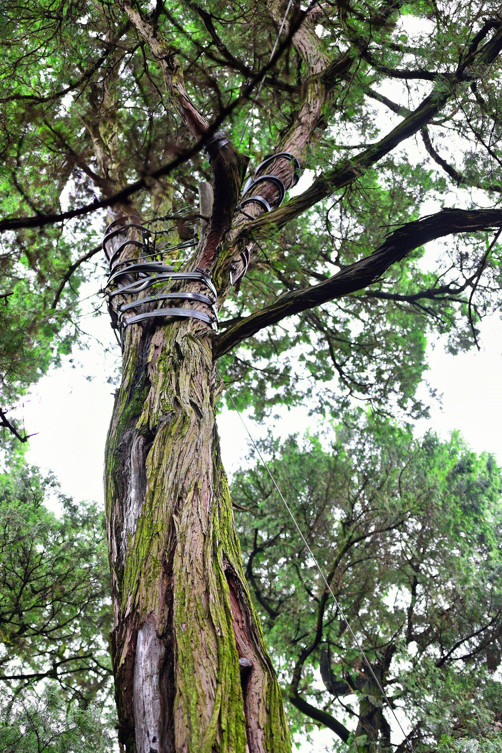 科创未来 | 修复一株古柏,需要精准"开药方"