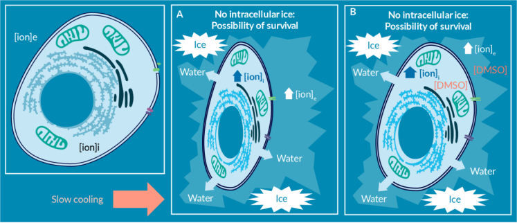加入冷冻保护剂可最大限度地避免内外冰的形成