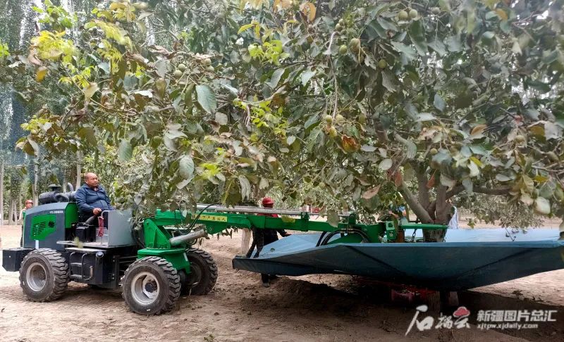 8月25日,在叶城县萨依巴格乡霍伊拉坎特村核桃园,村民驾驶着摇果机