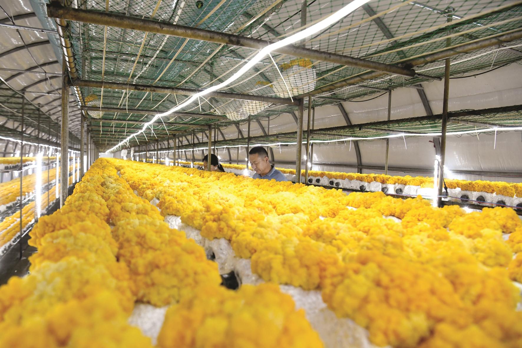 广平县南韩镇南张村金耳种植棚内