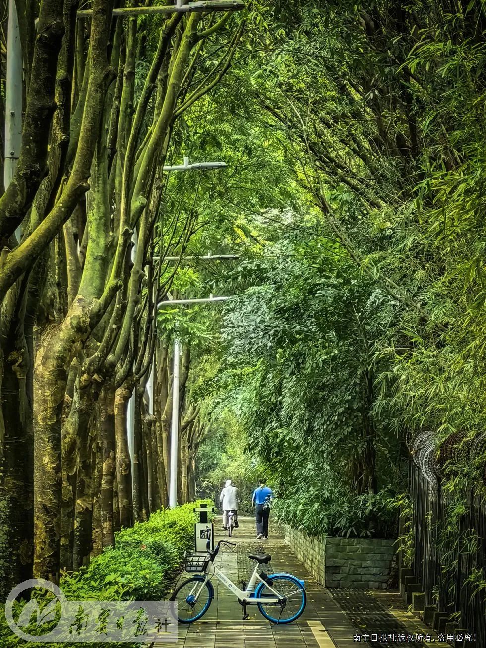 诗意林荫路 打造绿空间|南宁市_新浪财经_新浪网