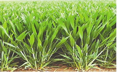 马兰1号:小麦育种新突破|亩产_新浪财经_新浪网