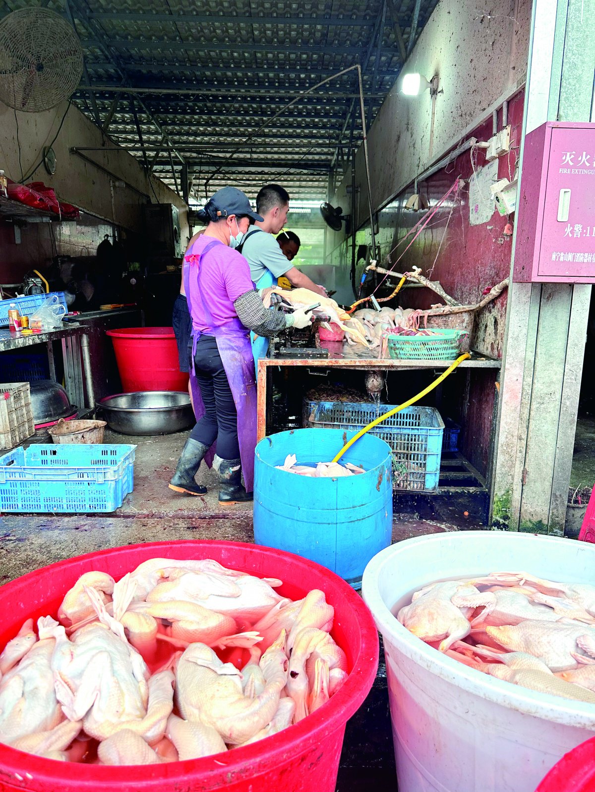 南宁市红星鲜活禽市场,活禽宰杀区的工作人员在忙着宰杀鸭子.