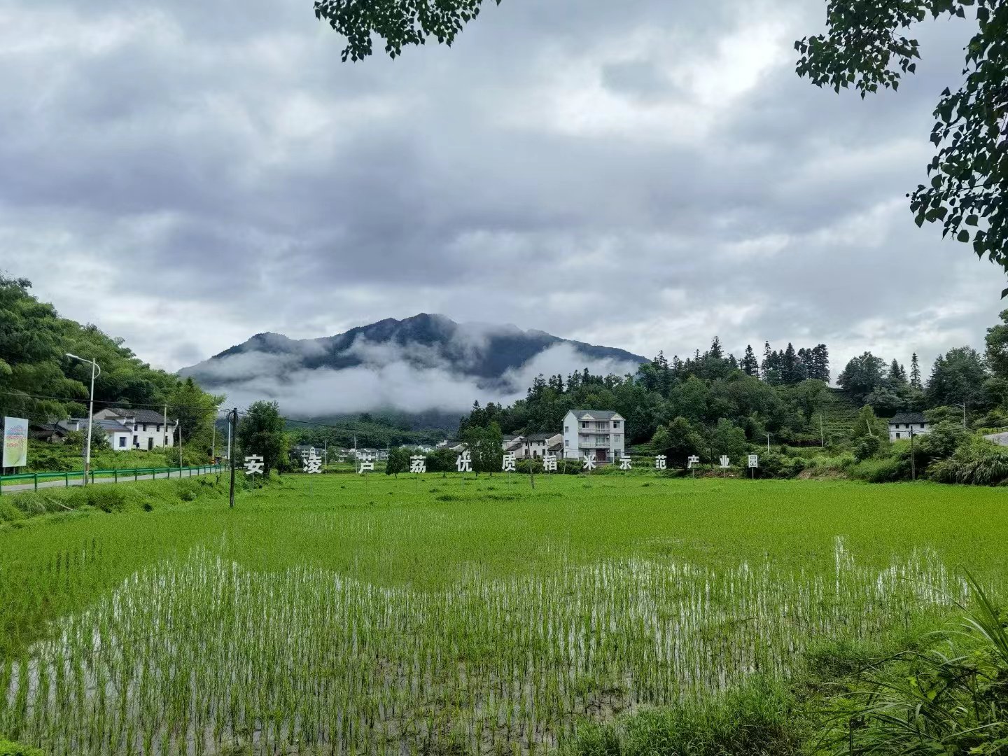 祁门安凌镇:创新农业发展模式 助力乡村产业振兴_新浪财经_新浪网