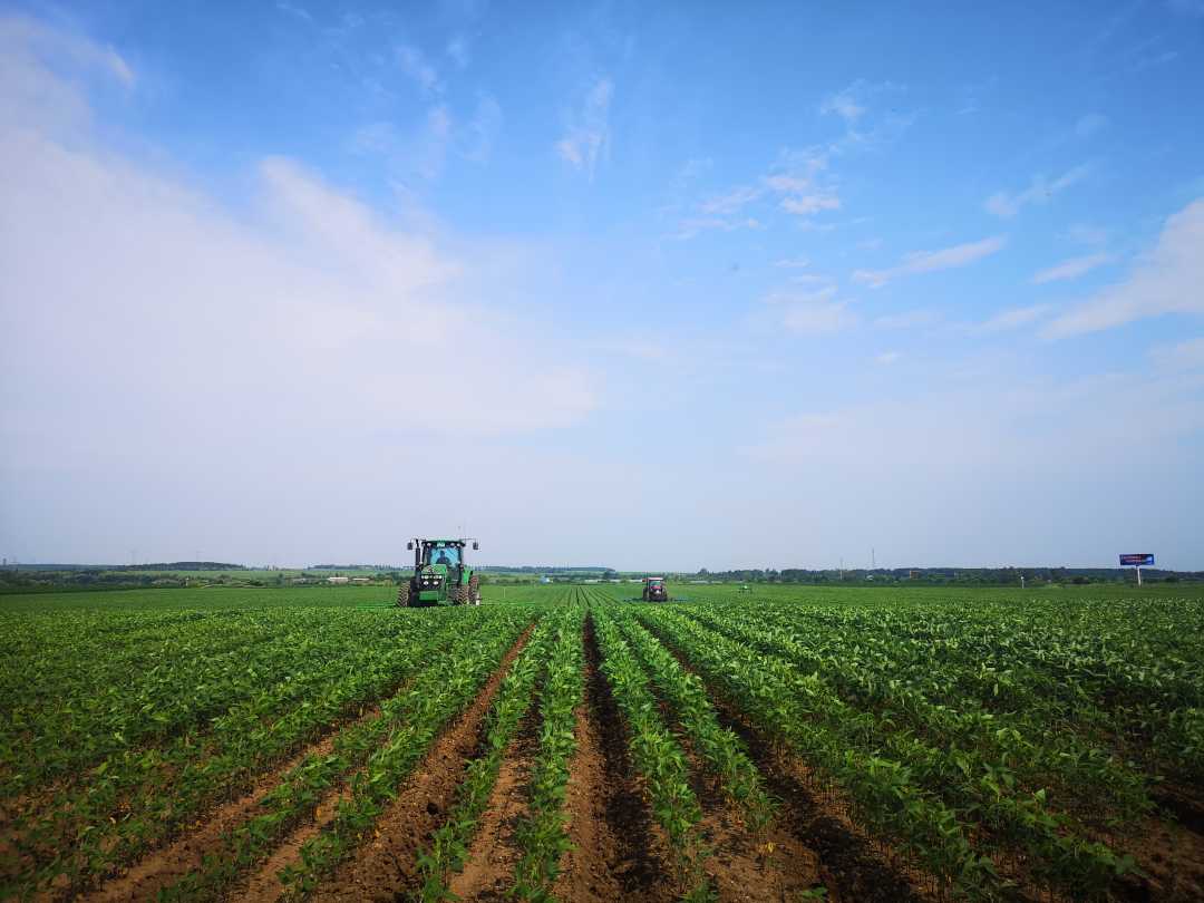 黑河市嘉兴现代农机专业合作社在对大豆进行田间夏管作业.(资料图片)