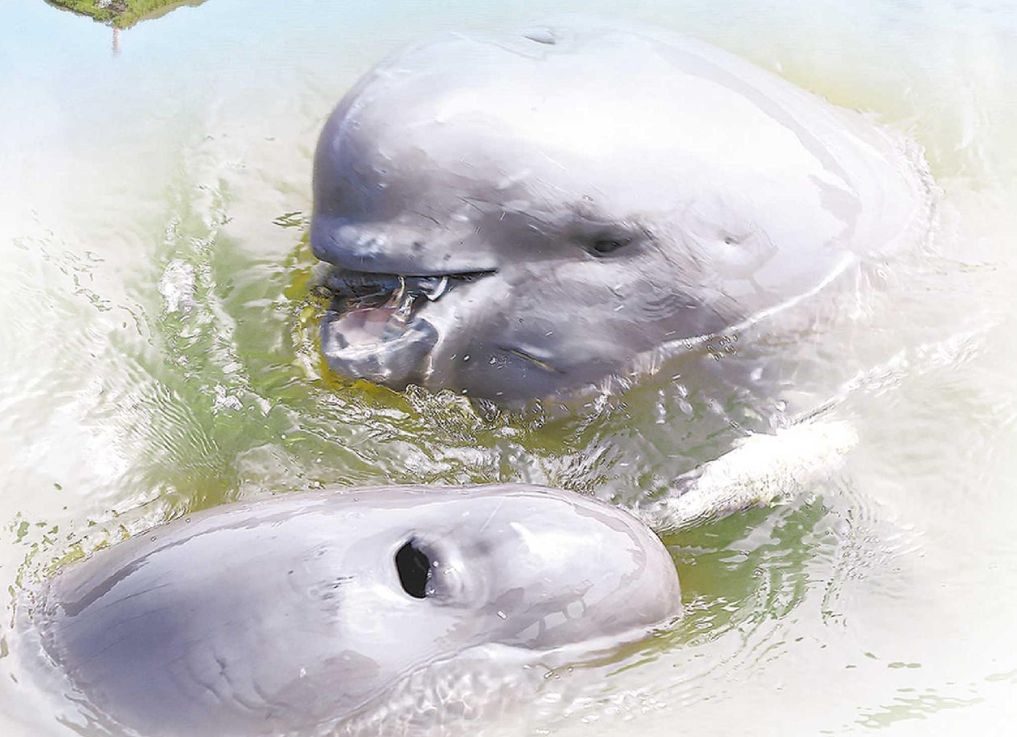 野生江豚逐嬉皖江.(资料图片)本报记者 范柏文 摄