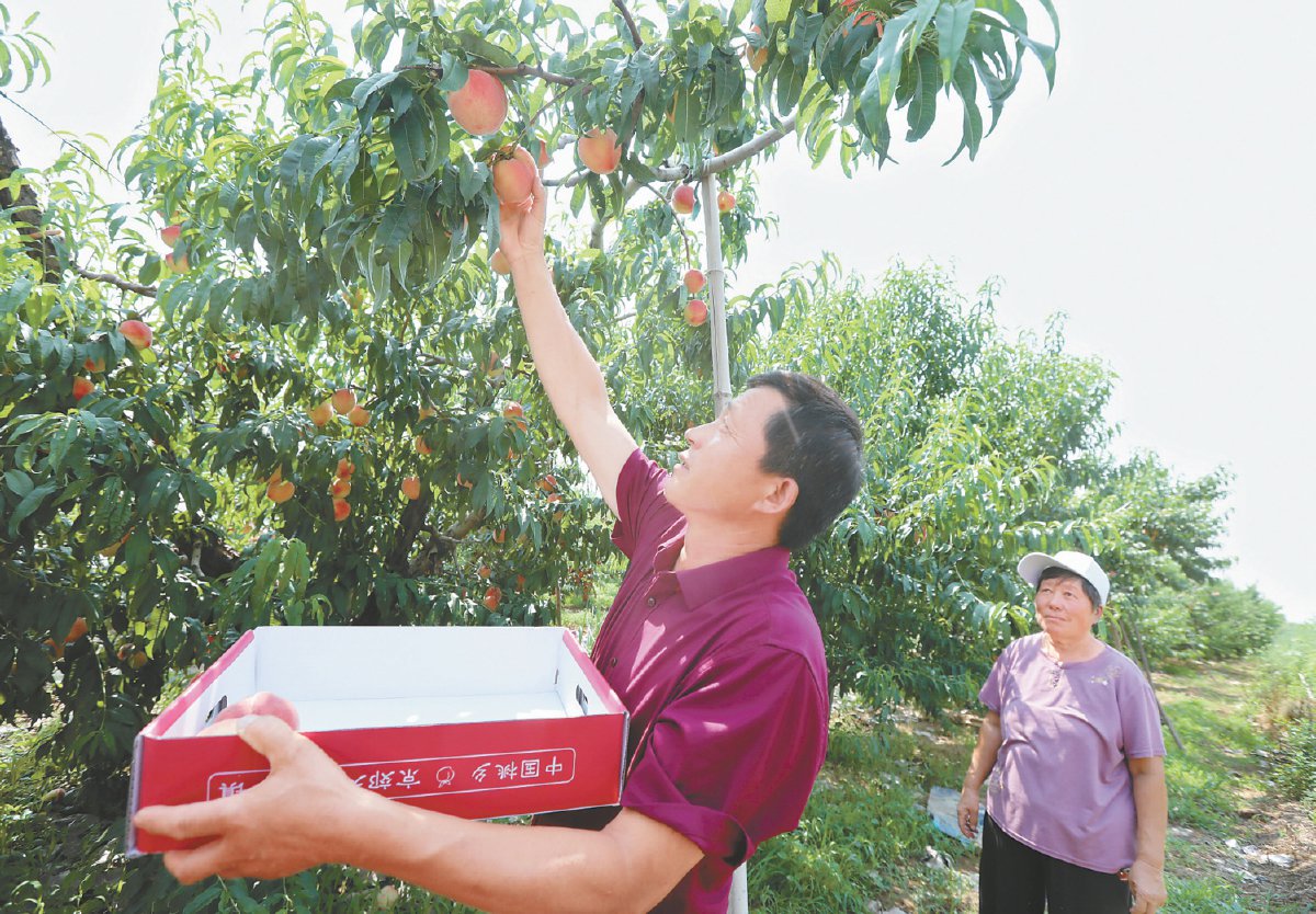 平谷桃农在采摘大桃. 本报记者 甘南摄