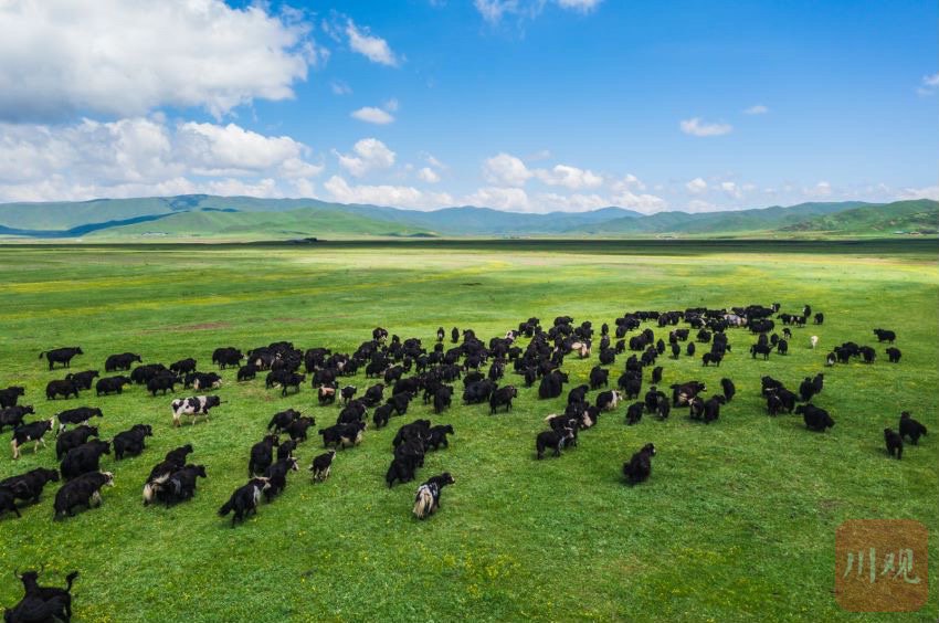 市州观察丨加快打造高原畜牧百亿级产业集群,阿坝做强牦牛产业"王牌"