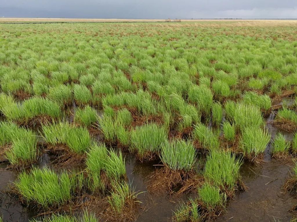 三江国家级自然保护区塔头薹草沼泽.姜明摄