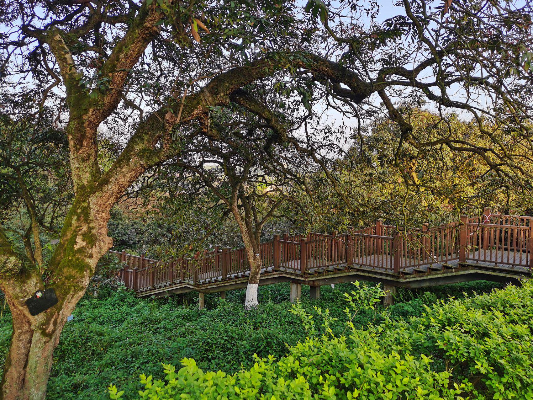 泸州市张坝桂圆林景区.