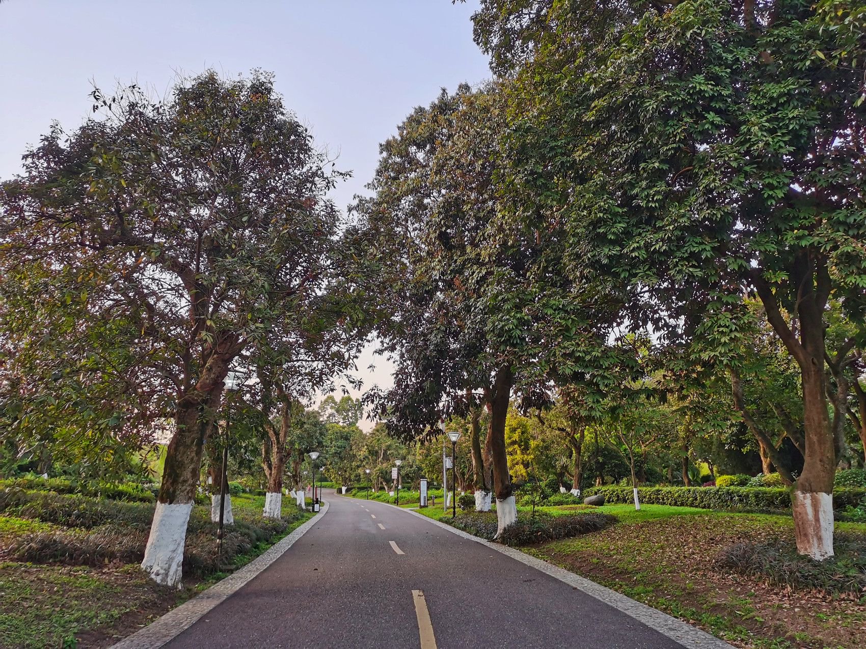 泸州市张坝桂圆林景区.