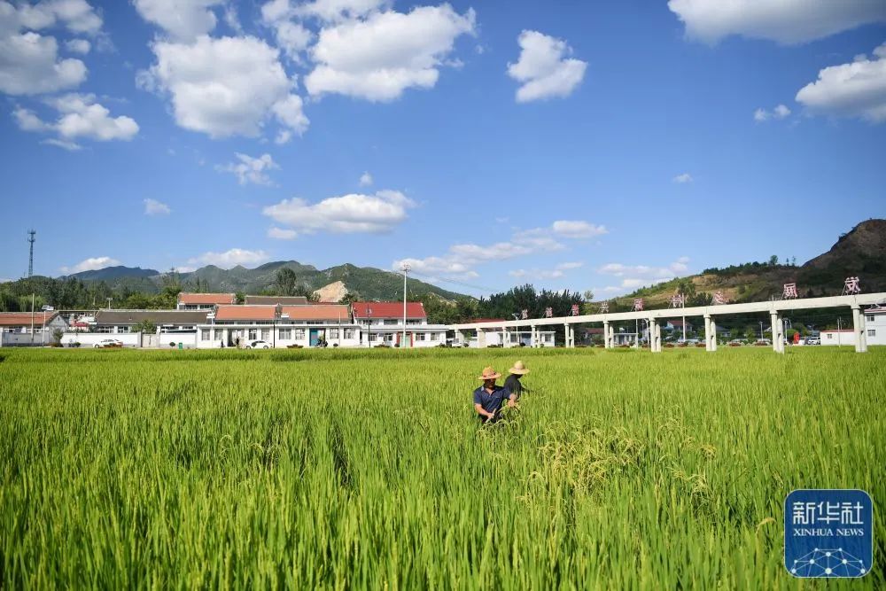 8月29日,河北省迁安市大崔庄镇楼子山村农民在水稻田内除草.