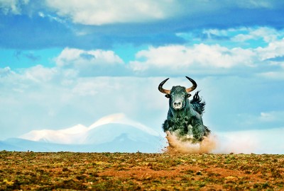 奔跑在三江源的野牦牛.樊向珍摄/光明图片