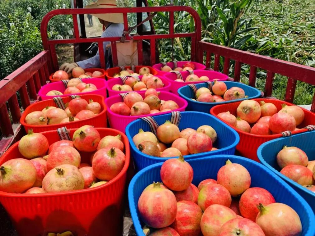 云南永胜软籽石榴"榴心圆"