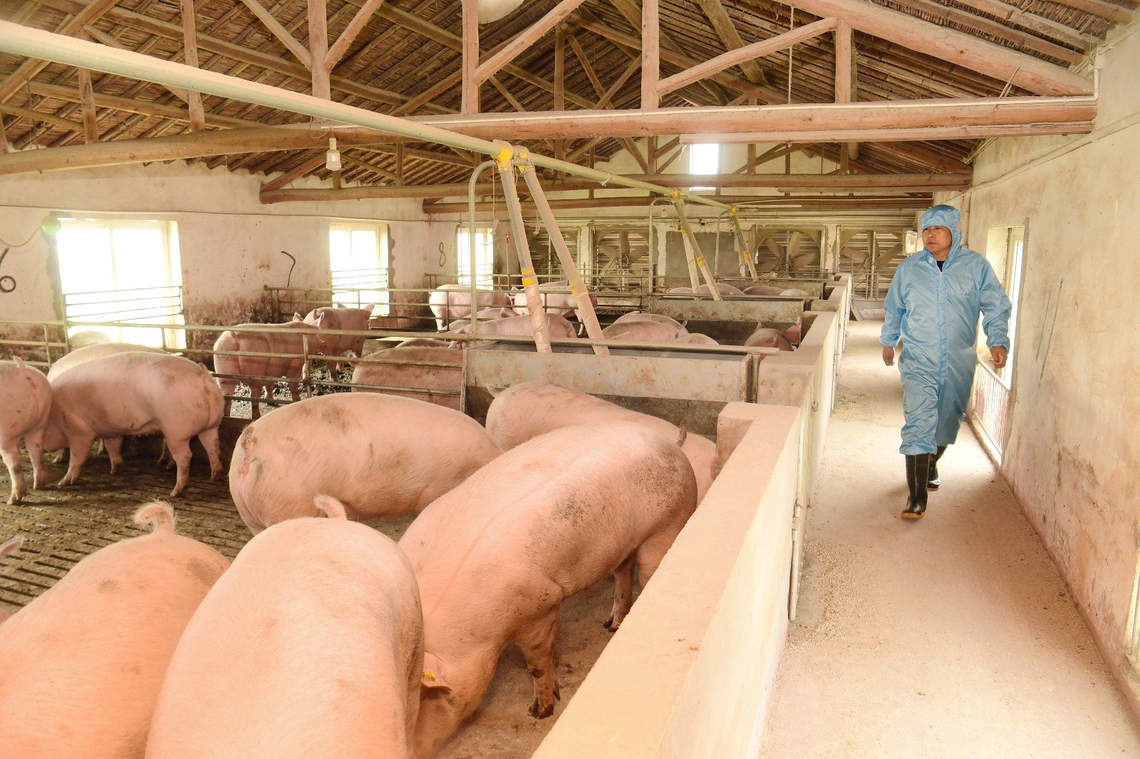 江苏海安，南通锦宏牧业有限公司育肥猪猪舍一景。（图片由CNSPHOTO提供）