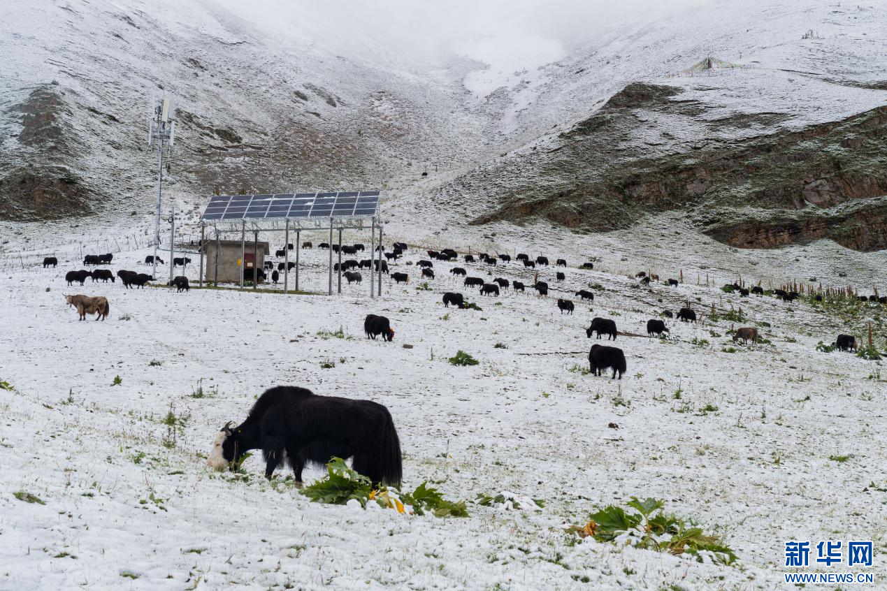 西藏那曲:娘亚牦牛养殖产业化带动群众致富|那曲市_新浪财经_新浪网