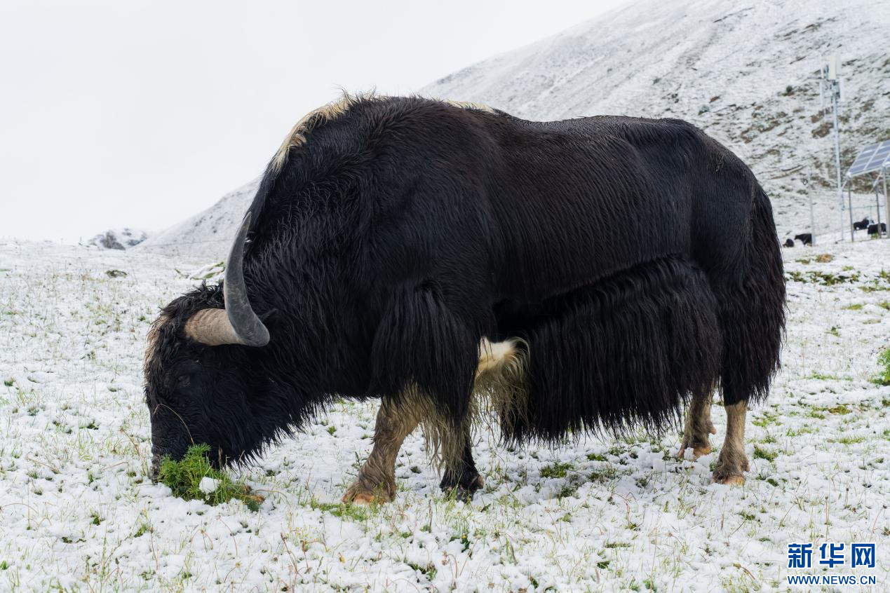 图为体型高大的娘亚牦牛养殖场牦牛(8月26日摄).新华网发苏思源摄