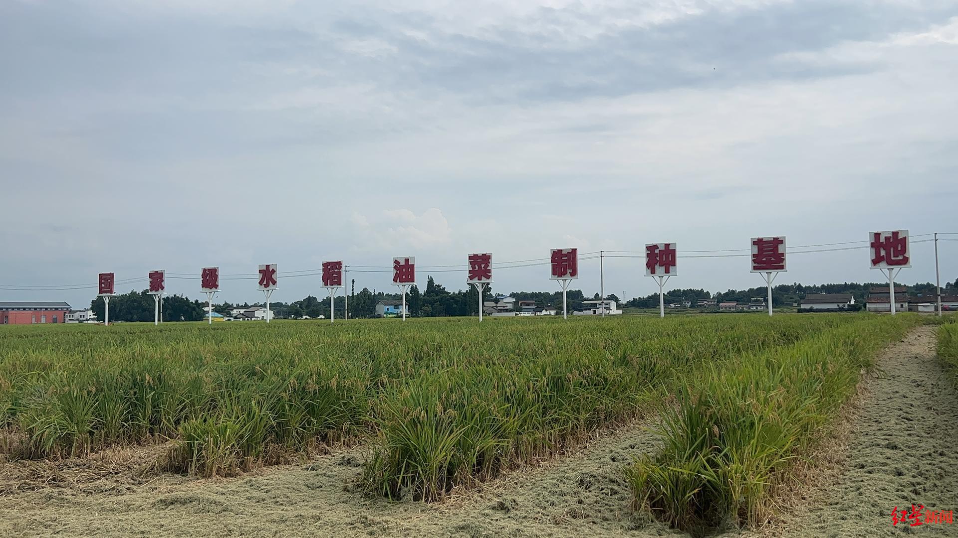 打造稻種“芯片”，德陽這個國家級水稻油菜制種基地靠創新“出圈”