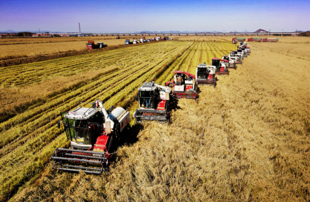 农田建成后,沈阳区域公司盘锦袁家基地采用现代化机械设备收割水稻