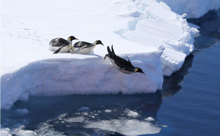 2019年12月6日在“雪龙2”号上拍摄的3只帝企鹅。图据新华社