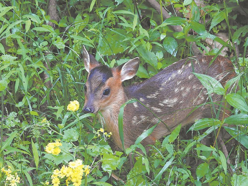 小麂 张勇 摄