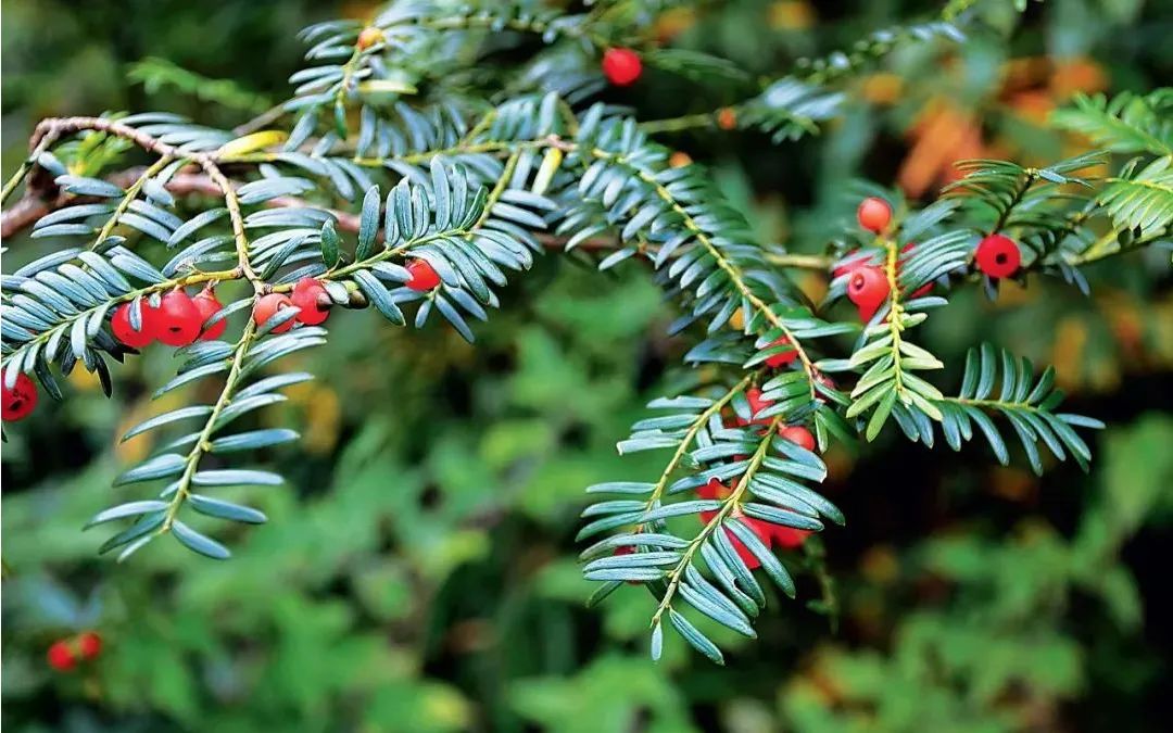 武夷山国家公园的国家一级重点保护野生植物红豆杉.程林摄