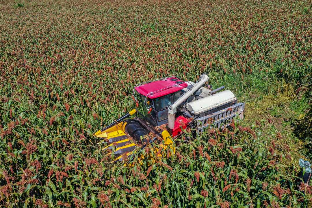 农机手驾驶收割机在务川县黄都镇云丰村高粱种植基地收割高粱.
