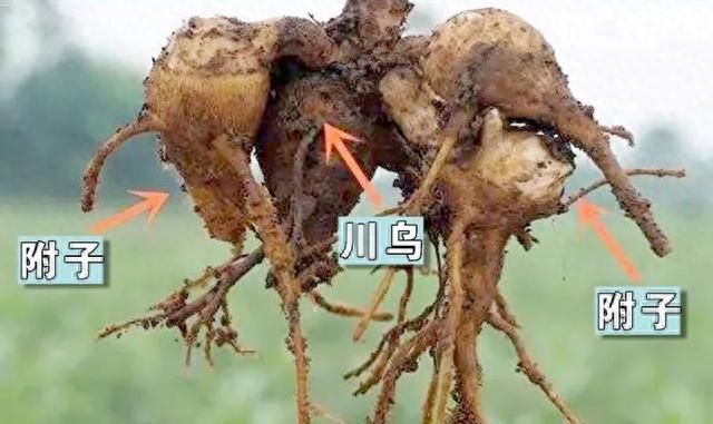 乌头碱类药物是存在于毛莨科乌头属中药材,如川乌,草乌,(乌头)附子,雪