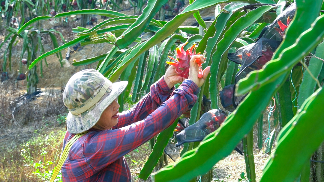 2地址:曲江罗坑镇新塘新刘村路口旁推荐果园:罗坑葡萄园地址:曲江