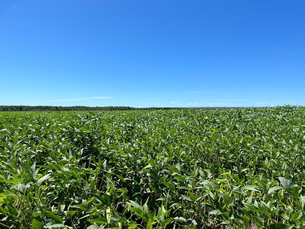 黑河市的一处大豆田(2022年8月6日摄).新华社记者 刘赫垚 摄