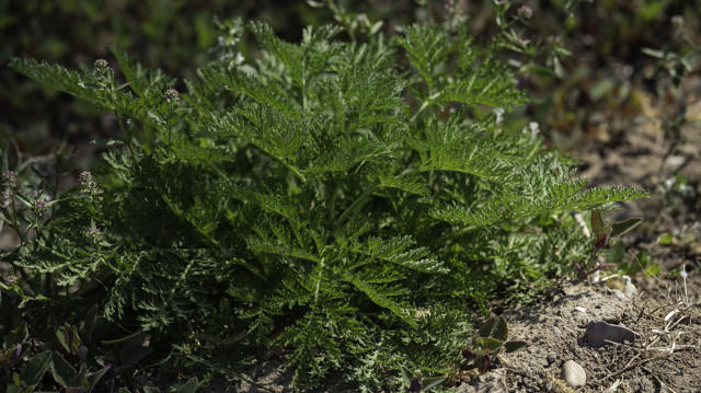 内蒙古大量患者突发过敏性哮喘涌入医院困扰当地人的蒿草该如何治理