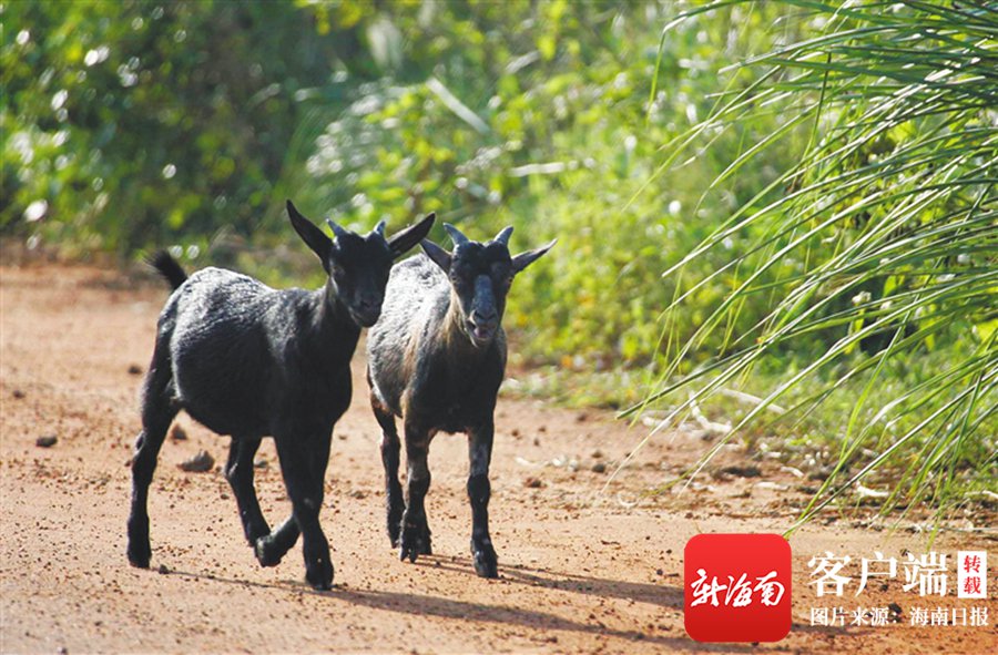 海南日报记者 张杰 摄