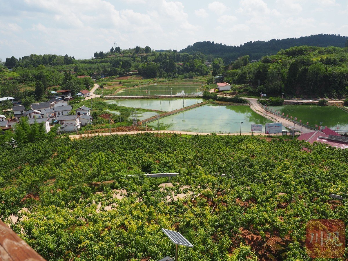 简阳市施家镇云林村:这里的水蜜桃抢"早"也赶"晚"