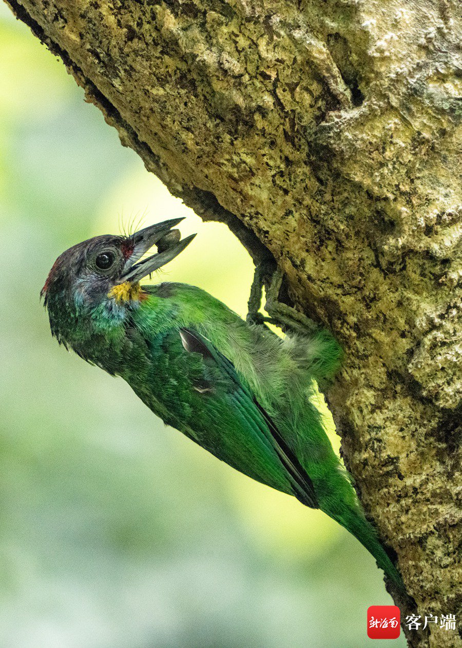 黑眉拟啄木鸟亲鸟叼来食物准备投喂幼鸟.记者刘孙谋 摄