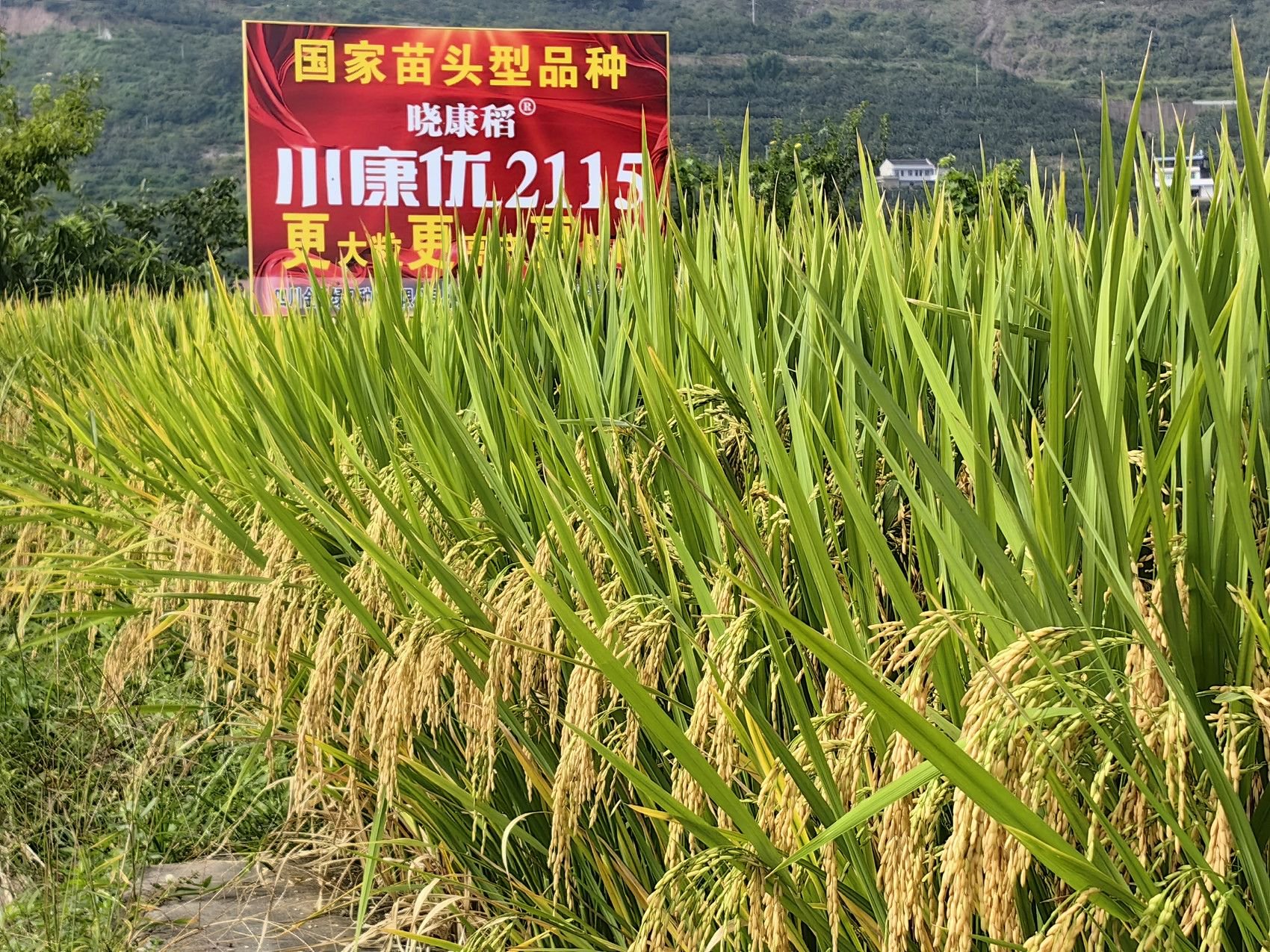 等待收获的"川康优2115".图片由四川金色绿丹种业有限公司提供