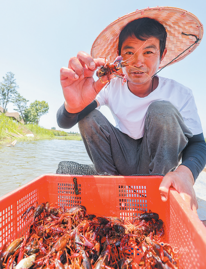 "青岛产"小龙虾成功捕捞上市.张言哲 摄