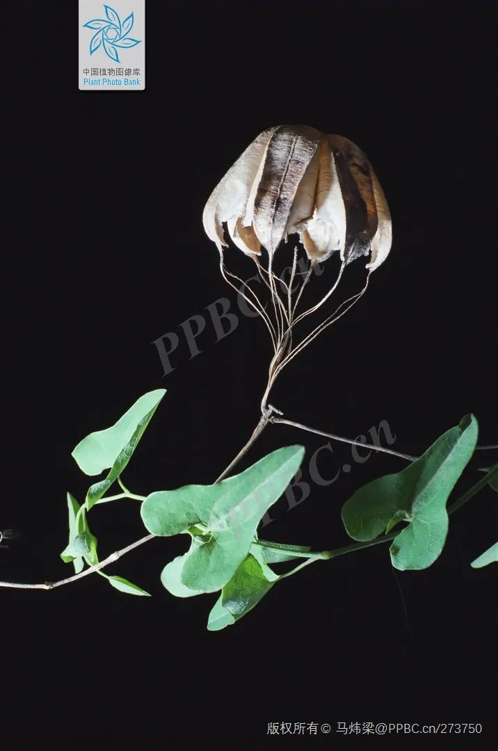 图3&nbsp;马兜铃果实 图片来源中国植物图像库