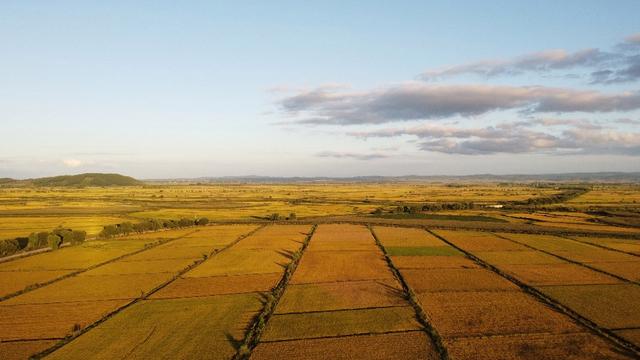 黑龙江宝清县 万亩稻田夕阳下泛出金光|黑龙江省_新浪财经_新浪网