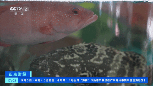 图片来源：视频截图