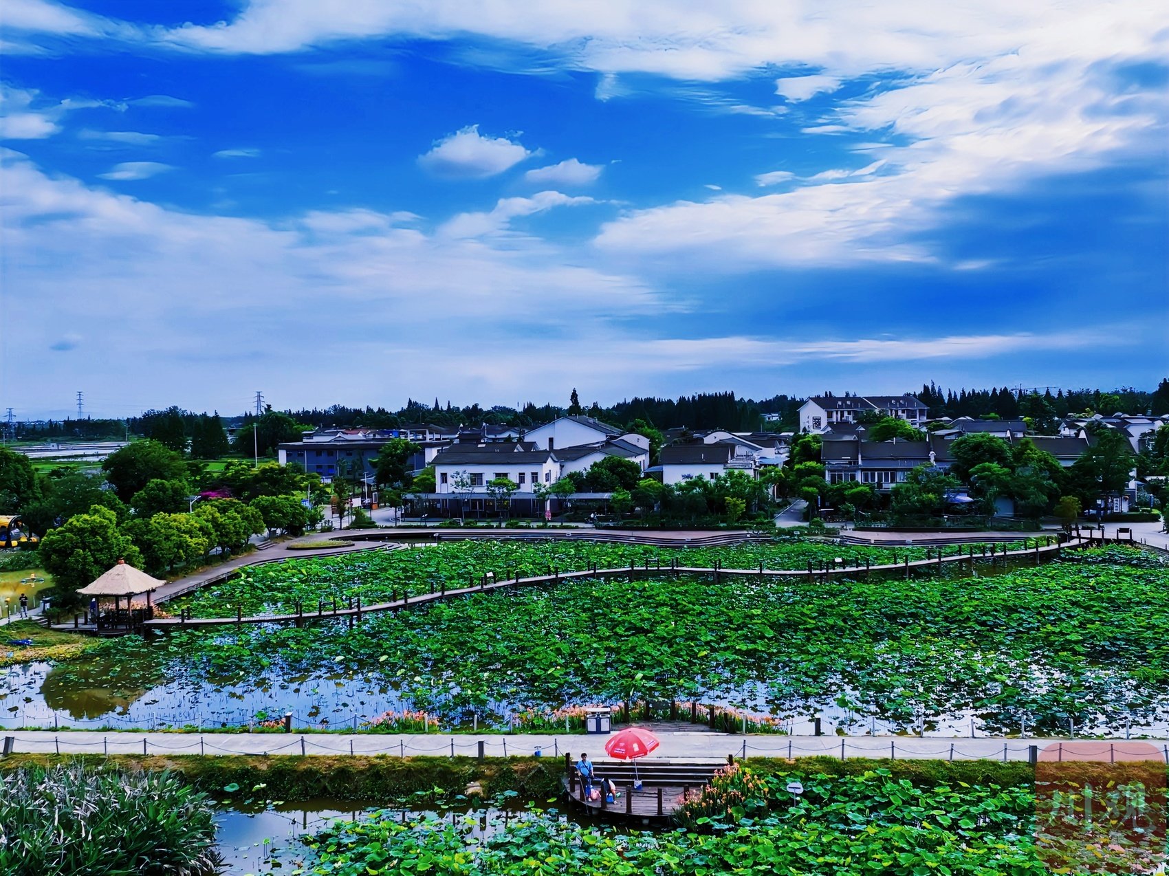 c视觉·云游天府⑭丨崇州:夕照荷塘美 人在画中游