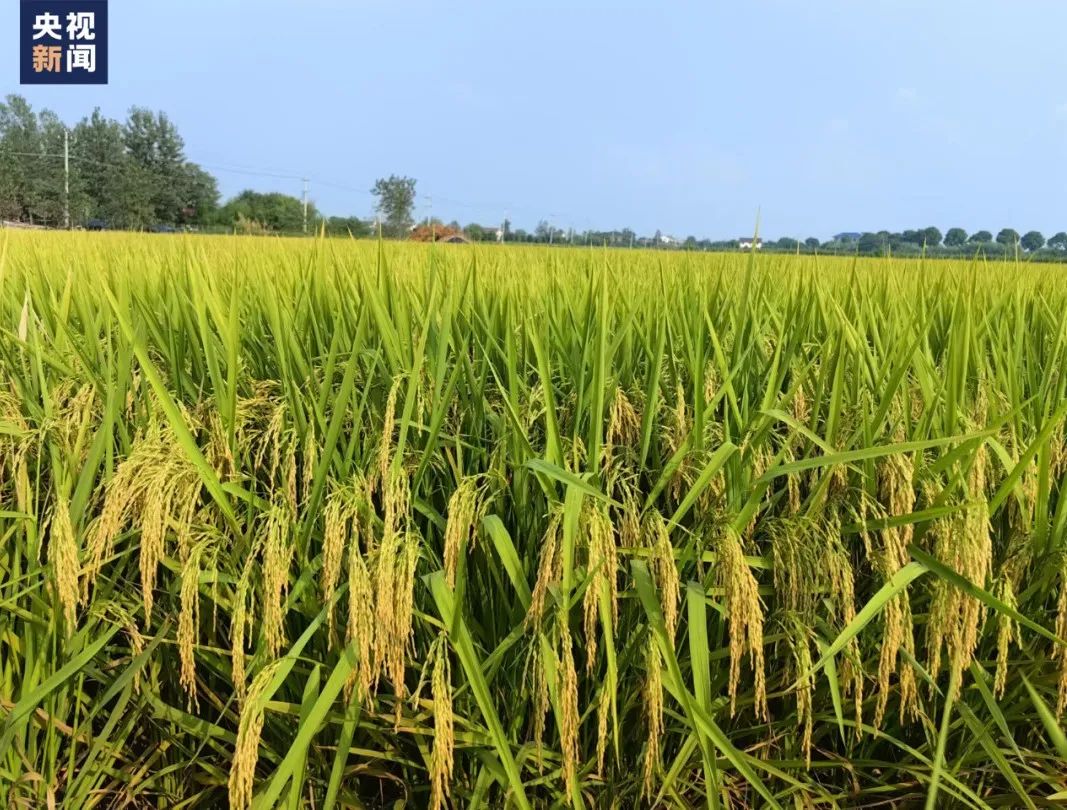 "臻两优8612"低镉水稻